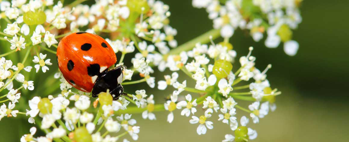 vignoble-biologique-saint-emilion